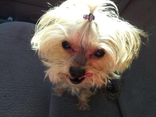 Just got nails trimmed, but they still cleaned up his eyes and put a bow in his hair.