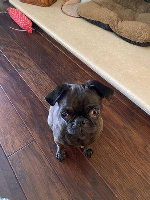 Frieda our pug