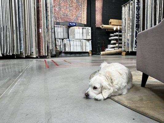 Arnie is waiting to show his next customer our dog-friendly rugs!