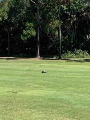 Like the company name says, turtles cross the creek on the course.