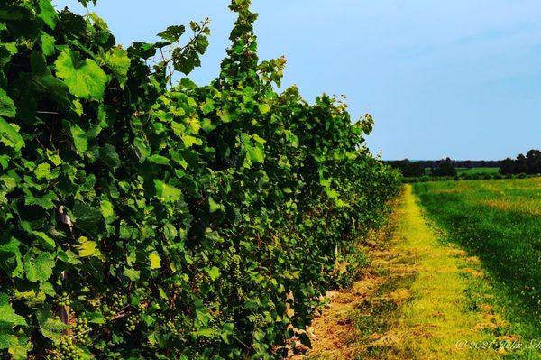 The vineyard at Lamoreaux Landing Wine Cellars.