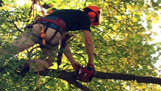 Tree Trimming Services Ontario, CA