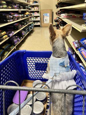 Santa paws shopping