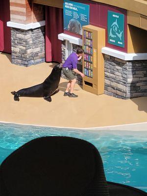 Sea lion show