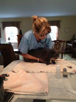 Dr. Wendy McCulloch giving her patient Dancer a check up!