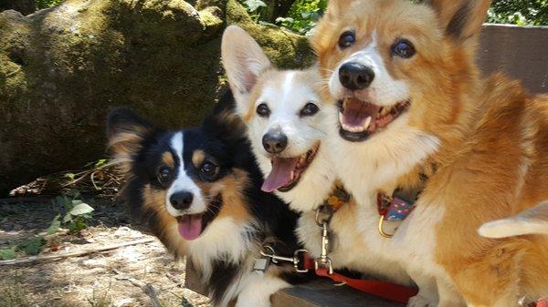 The Corgi Crew!