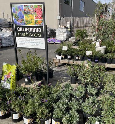 California Natives - largest selection around