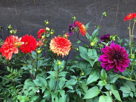 Dahlias