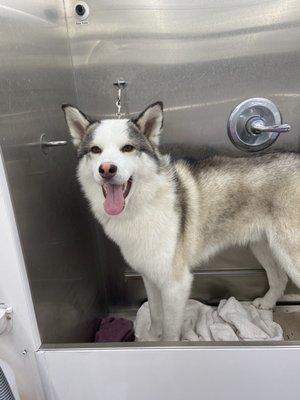 Vozhak as happy as can be during bath time!