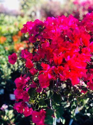 Bougainvillea