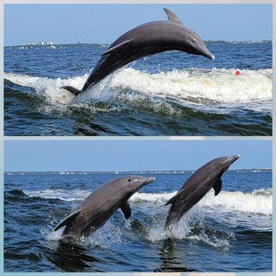 My daughter just took some excellent shots on her dolphin cruise here today, awesome!!