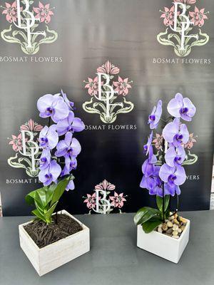 Stunning Lavender Phalaenopsis Orchids