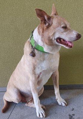 My big old dog Drummer Boy age 14 awaiting his veterinarian visit