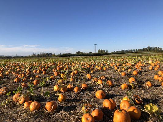 Bella Farm organic pumpkin patch