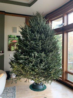 11 foot Fraser Christmas tree