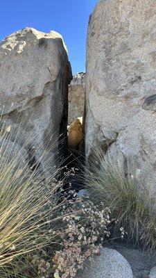 Box Springs Mountain