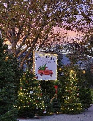 Welcome to Fresh Cut Christmas Trees hand selected quality trees - shipped from our Oregon farm to Alameda County Fairgrounds.