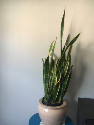 The large snake plant that was just gorgeous and worth its price.