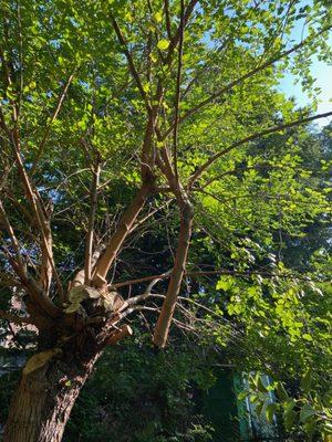 Tree branches left hanging