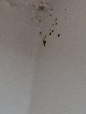 Roach residue inside closet