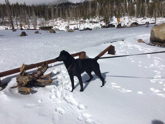 The Dude experiencing snow for the first time--Mammoth Lakes.