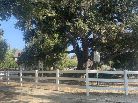 A big beautiful tree by a walking path