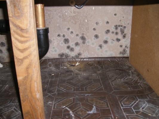 Fungal growth observed on drywall inside kitchen sink cabinet.