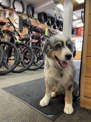 Summer the shop doggo working hard at her hospitality skills.