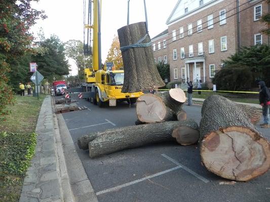 Tree removal with 160 ton Crane in Falls Church City Hall. G&V Tree Service, " Your Tree Care Specialist.