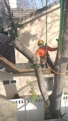 Jacaranda Tree Removal