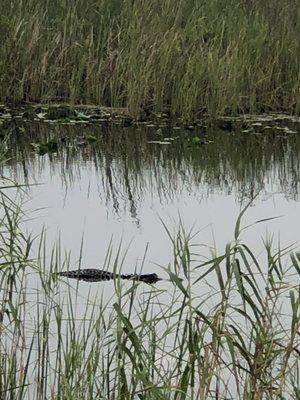 Florida Gator