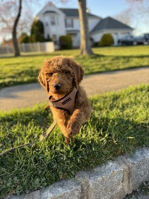 Enzo the week we brought him home