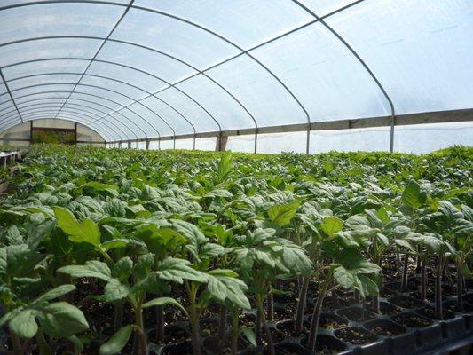 Heirloom tomato starts fill the green house in the spring months.