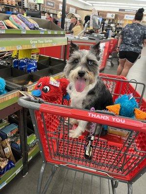 Annie the mini blue Merle schnauzer just came out of clinic and now she gets a treat