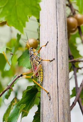 Grapehopper since he's on the grapes.