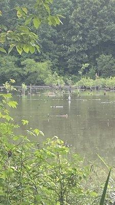 McAlpine Creek Park 5-29-21 can see bird a little