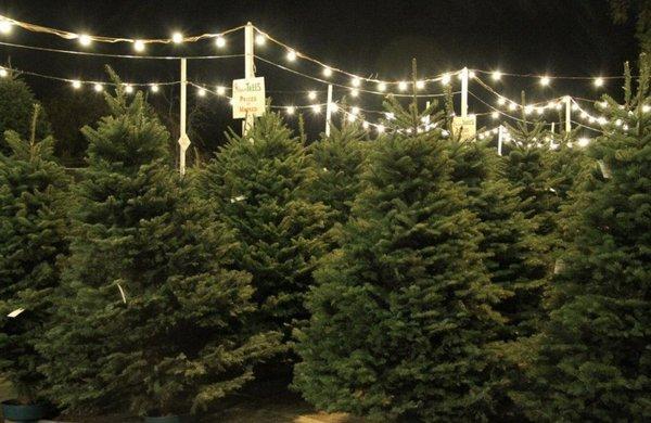 We have plenty of lights for you to come down and enjoy our Forest at night.