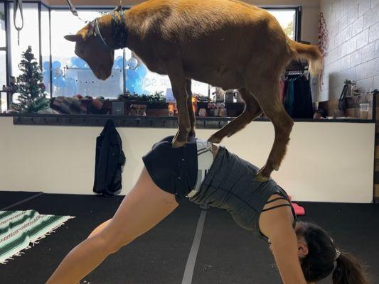 Took this Bebe from Childs pose, table top and downward dog. You have to "trust the goat"