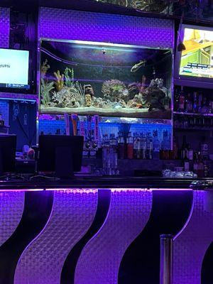 Sweet aquarium behind the bar