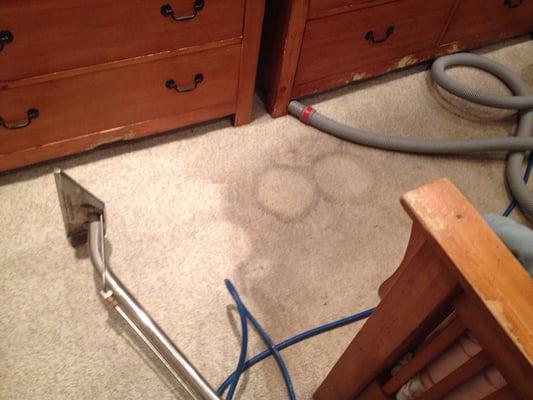 Carpet Stain Removal