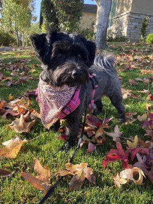 Still impressed with this place ! Teddys haircut and bandanna . She is looking so cute for fall