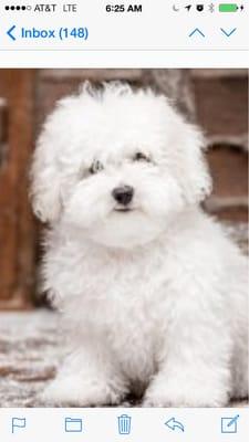 My Bichon Frise :-D