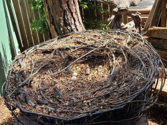 Eagle nest