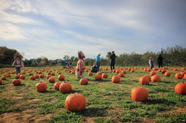 Visit SFEC's Pumpkin Patch!