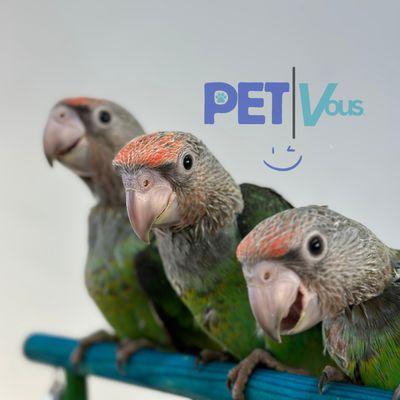 cape parrots