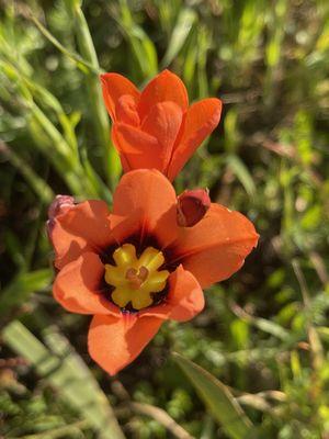 The Harlequin flower doing its thang