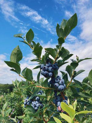 Blueberry Season