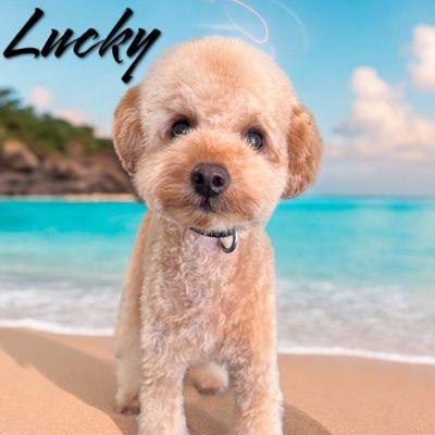 Lucky- Toy Poodle