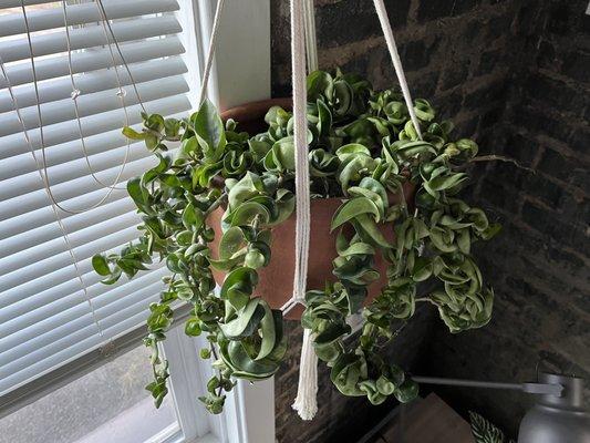 "Hindu Rope" Hoya Pet safe hanging plant