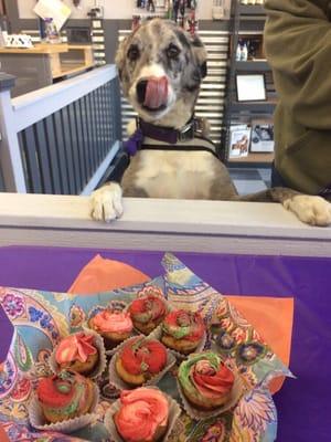 Jester, contemplating the Pupcakes, at Fido Friendly First Friday!